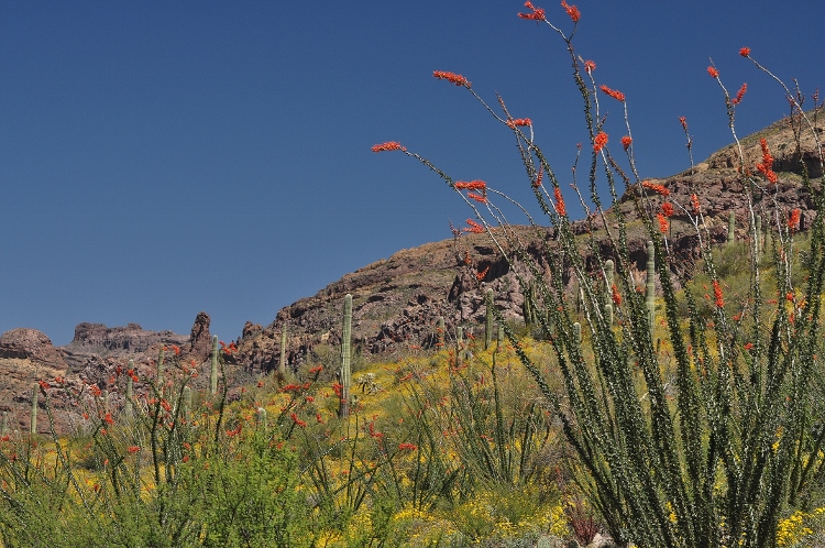 the desert floor